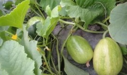 没熟的瓜怎么吃,如何巧妙享用未熟瓜果的清新滋味