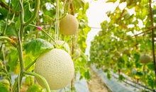 梦见吃大梨瓜,揭秘吃大梨瓜的神秘寓意