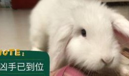 兔子吃瓜滕吗,探寻自然界的和谐共生