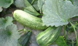 酥瓜怎么调着吃,解锁夏日清新口感